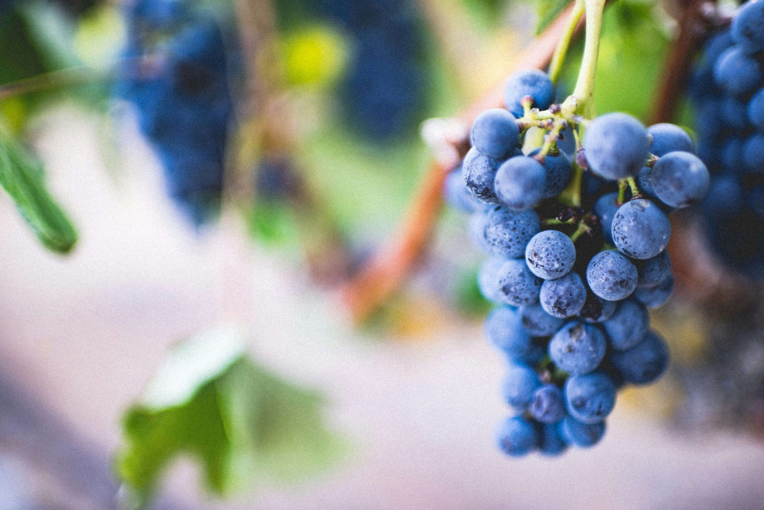 amos-bar-zeev-GibvqWh_OcE-unsplash (1)